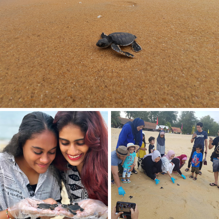5 Things to know about the Annual Baby Turtle Release Experience at Resorts World Kijal, Terengganu