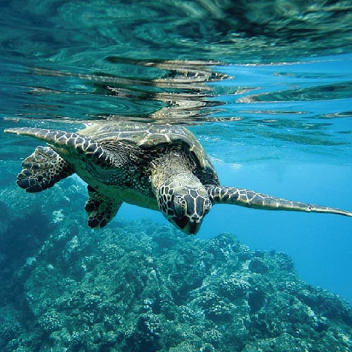 Ma’ Daerah Turtle Sanctuary (Kerteh)