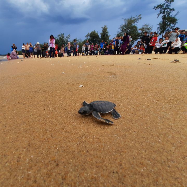 turtle720x720 - 1